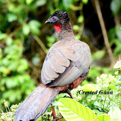 Crested Guan